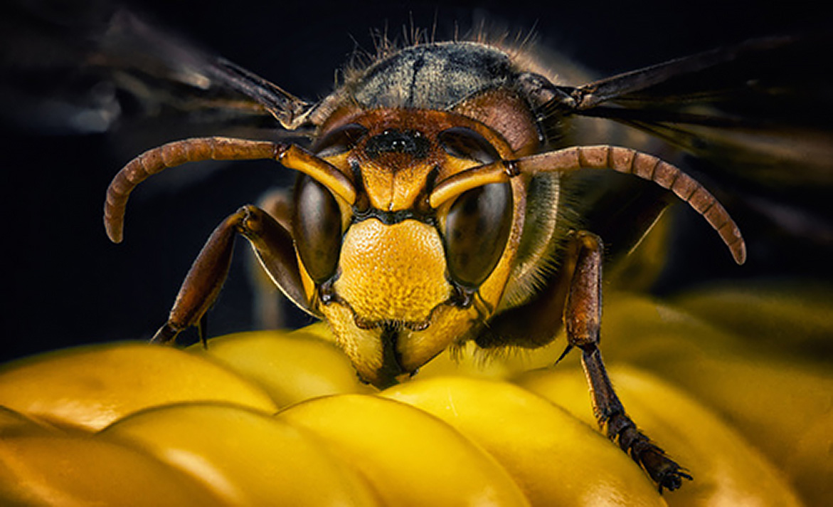 Frelon asiatique : le péril jaune ... et noir !