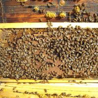 Nos abeilles - Le nectar des Alpilles