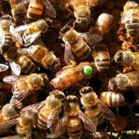 Nos abeilles - Le nectar des Alpilles