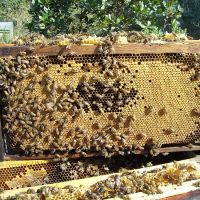 Nos abeilles - Le nectar des Alpilles