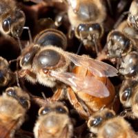 Nos abeilles - Le nectar des Alpilles