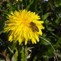 Nos abeilles - Le nectar des Alpilles