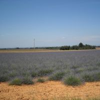 Nos abeilles - Le nectar des Alpilles