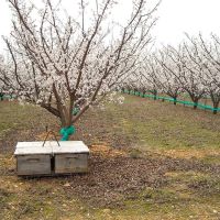 Nos abeilles - Le nectar des Alpilles