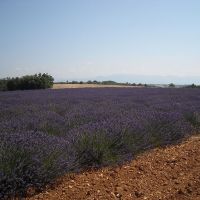 Nos abeilles - Le nectar des Alpilles