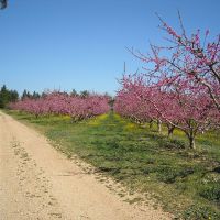 Nos abeilles - Le nectar des Alpilles