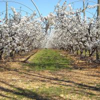 Nos abeilles - Le nectar des Alpilles