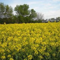 Nos abeilles - Le nectar des Alpilles