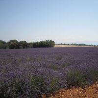 Nos abeilles - Le nectar des Alpilles