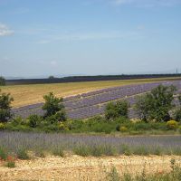 Nos abeilles - Le nectar des Alpilles