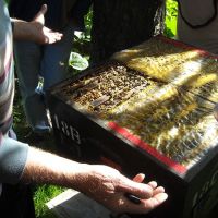 Insémination des reines et formation - Le nectar des Alpilles