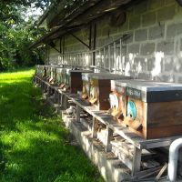 Insémination des reines et formation - Le nectar des Alpilles